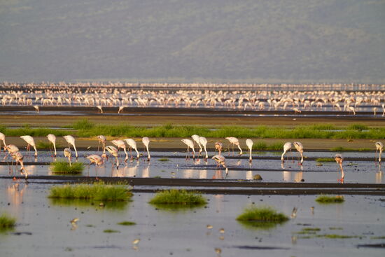 Tausende von Flamingos besiedeln den See