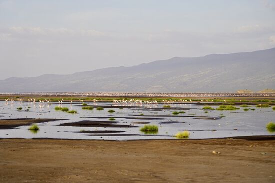Der Lake Natron ist sehr alkalisch-kein Lebewesen befindet sich in dem See.
Aber letztes Jahr aber gab es so viel Regen, dass Fische mit angeschwemmt wurden.
Tilapias—das sind die leckeren, die oft auf der Speisekarte stehen.