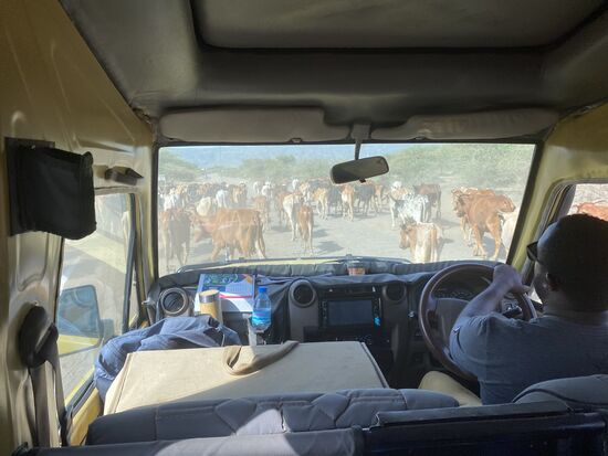 Immer wieder wird unsere Fahrt durch Herden auf der Straße unterbrochen.