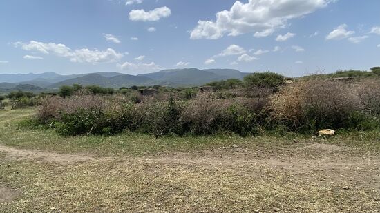 Viehhaltung - das Vieh ist für die Massai sehr wichtig und deren Lebensaufgabe-hier ist die Dornenhecke gut zu erkennen