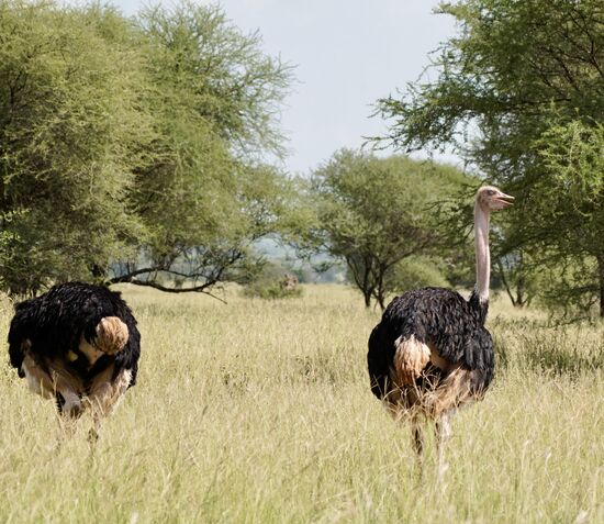Strauße sind die ersten Tiere, die wir treffen.