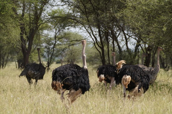 Sie traben so stolz durch den Busch