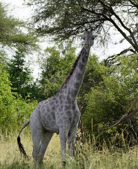 Timothy hatte uns schon davon erzählt , aber nicht sehr viel Hoffnung gemacht, dass wir sie sehen: 
Eine Albino Giraffe!!
Er selbst sieht sie heute erst das 2. Mal überhaupt