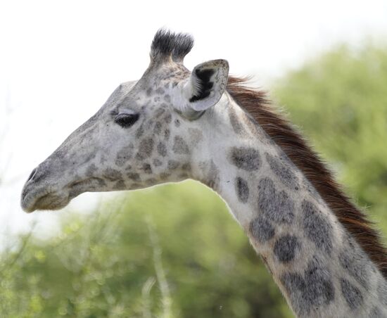 Der Giraffe fehlen bestimmte Pigmente, daher ist die Haut/das Fell sehr hell.