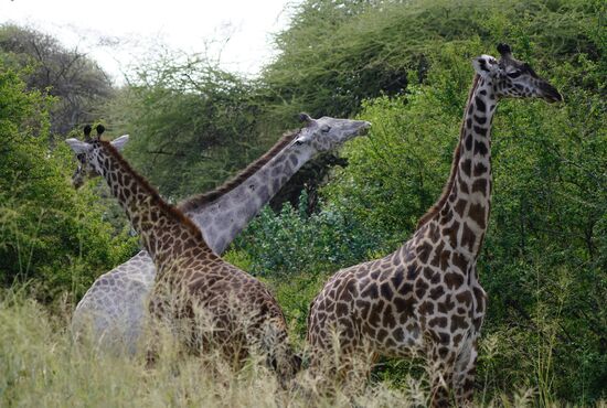 Neben anderen Giraffen wird der Unterschied deutlich.