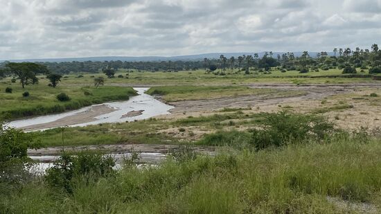 Es geht durch den Tarangire Park