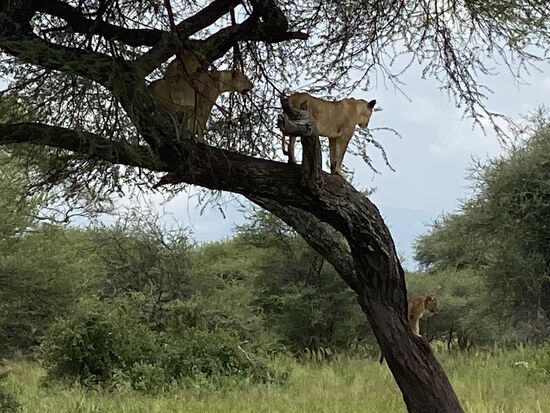 Wir treffen auf eine Löwenfamilie