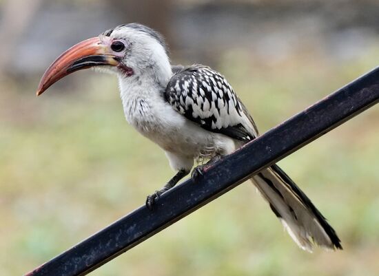 Der besucht uns beim Frühstück: ein „Rotschnabeltoko“