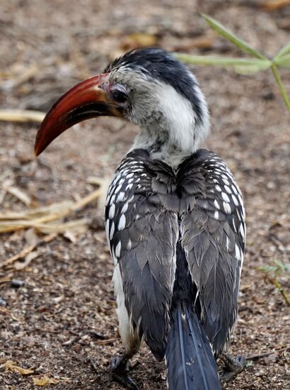 Er gehört zu der Familie der Nashornvögel
