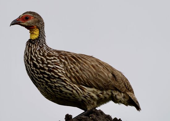Wieder gibt es viele wunderschöne Vögel zu sehen…