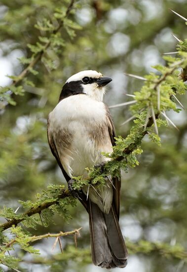 …und zu fotografieren…
Für mich kein Genuß—die „Tsetse“-Fliegen kommen ins Auto und überfallen mich