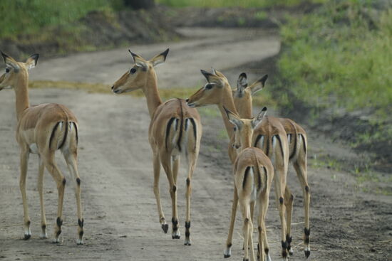 Ich weiß, wir wiederholen uns, aber die Tiere sind zu schön