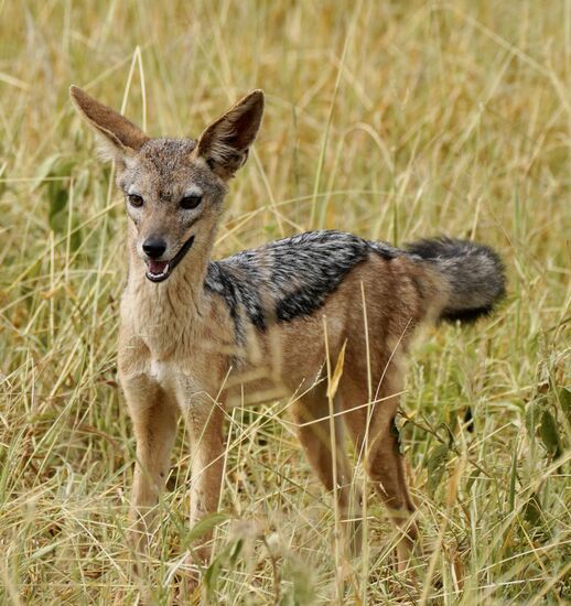 Und dieser junge Schakal war auch schon morgens früh unterwegs