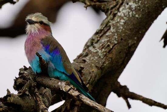 „Lila Crescendo Roller“ - die Gabelracke oder Grünscheitelracke