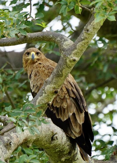 Noch mal ein Adler…