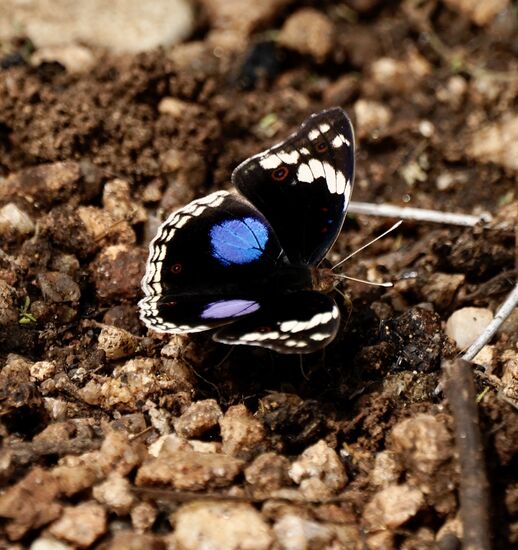 Die übersieht man leicht, dabei sind sie auch wunderschön!