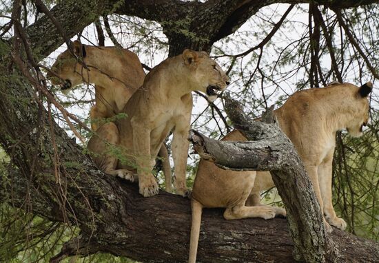 Die Mütter passen in der Zwischenzeit auf und scannen die Umgebung ab.