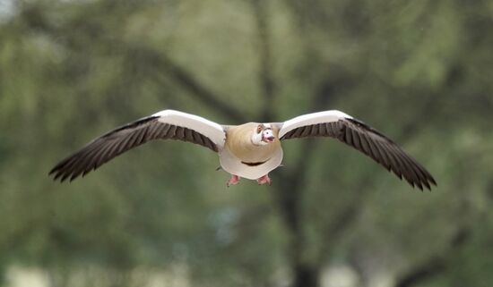 Sieht so aus wir die Airbus BELUGA 