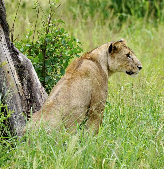 Sie fühlt sich durch das Geschrei des Kranichs gestört
