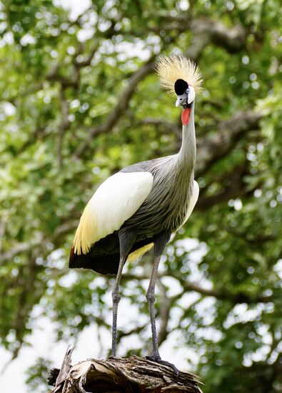 … währenddessen dieser alle anderen Tiere vor den Löwen warnt.