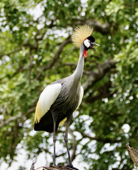 Das Geschrei wird immer lauter und ….