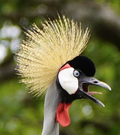 … der Kranich gibt alles.