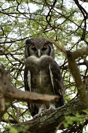 Man sieht sie auch hier sehr selten. Diese Eule verabschiedet sich von uns im Tarangire Nationalpark. Unsere vorerst letzte Pirschfahrt geht zu Ende.