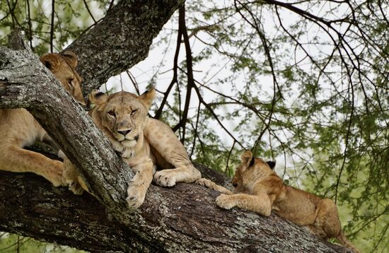 Die Kleinen schauen gelangweilt zu.