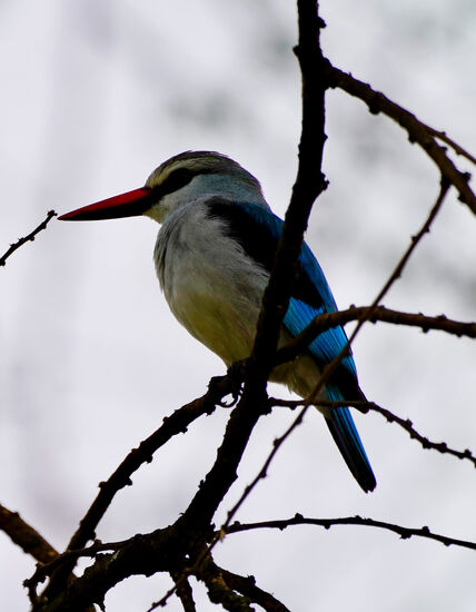 Eisvogel - hier Kingfisher genannt.