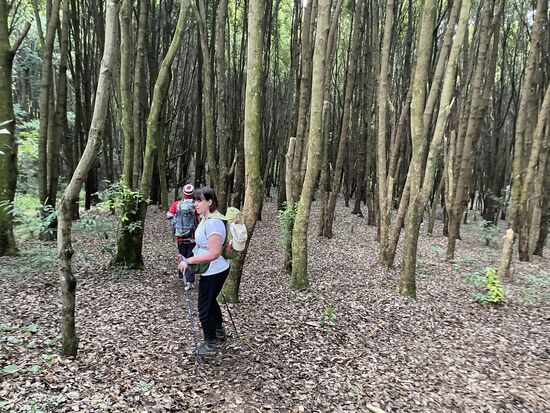 Es geht zunächst recht gemütlich los. Wir gehen durch Wälder, die an den Elm in Königslutter erinnern