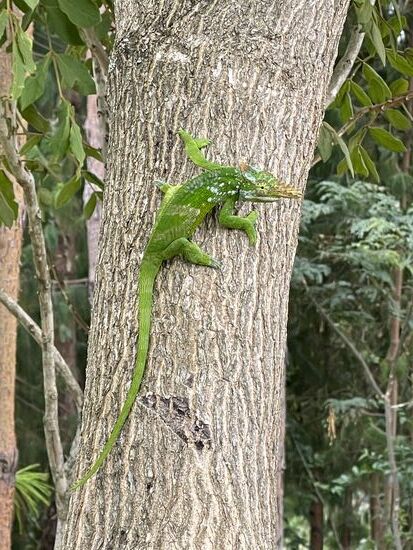 Irgendwann darf er wieder seiner Wege gehen - der kleine Drache