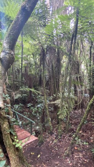 Schön durch den Regenwald…