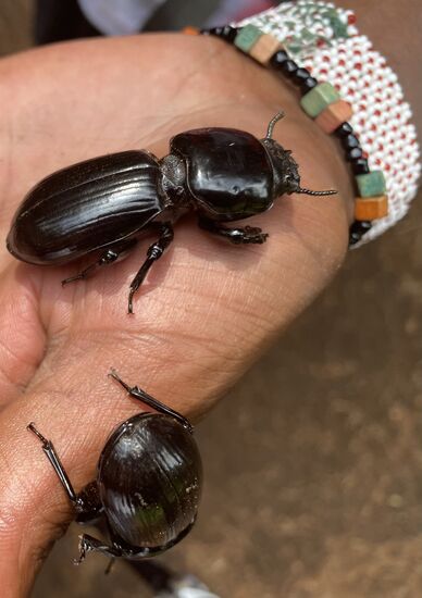 Einer ergreift gleich die Flucht