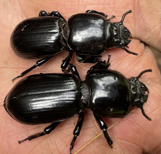 Glänzende schwarze “ Beetles” 