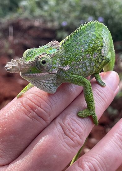 Und wieder eins meiner Lieblingstiere