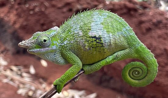 Dieses Exemplar ist vermutlich schwanager