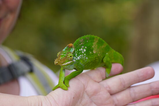 Sie sind so flott und klettern auf mir rum