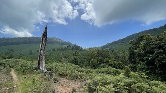 Es geht immer weiter hoch - durch schöne Wälder