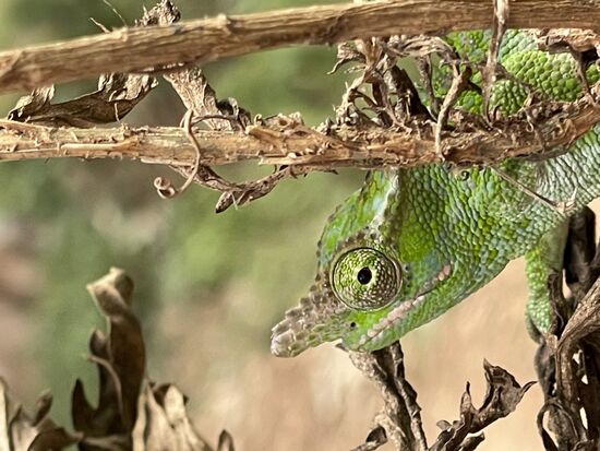 Natürlich findet Roggers immer wieder Chamäleons