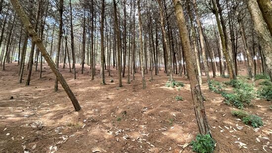 Auf den letzten Metern bis zu unserem Ziel geht es durch einen schönen Kiefernwald.