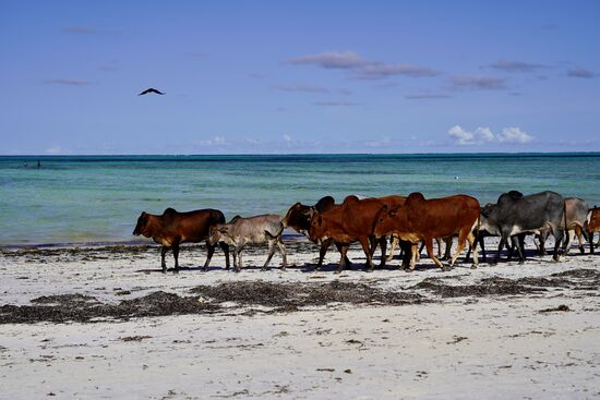 Und irgendwann kam diese Gruppe Kühe - ohne jegliche Begleitung. Dirk erzählt uns, dass sie jeden Tag dort einmal vorbeiziehen und sich abends in der Dorfmitte mit anderen Kühen treffen.