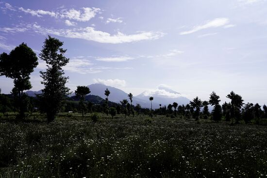 Vorbei geht es an riesigen Feldern mit Kamille-Pflanzen.