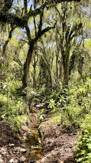 Die Vegetation verändert sich - die Bäume sind moosbewachsen und alles sieht aus wie in einem Märchenwald.