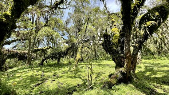 Ein Feenwald - jetzt noch ein wenig Nebel. Vielleicht hat Dian Fossey an dieser Stelle die Inspiration für den Namen ihres Films bekommen: Gorilla im Nebel