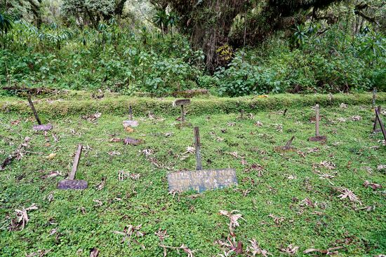 Über 30 Gorilla sind hier beigesetzt