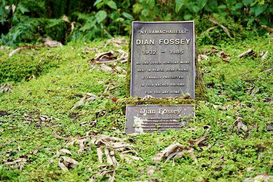 Am 27.12.1985 wurde Dian Fossey getötet in ihrem Haus aufgefunden. Die Männer haben morgens vergebens auf sie gewartet. Sie brachen ihre Hütte auf und fanden sie erschlagen mit einer Machete in ihren Räumlichkeiten.
Bis heute gibt es viele Spekulationen über diesen Mord. So gibt es Theorien, dass es Wilderer gewesen seien. Eher unwahrscheinlich, weil sie hatten Dian im Wald erschießen können. Es gibt auch Theorien, dass es Locals gewesen sein: eher unwahrscheinlich, schließlich gab sie ihnen Arbeit und warum hat man so viele Jahre gewartet.
Eine Theorie, die sich immer wieder verfestigt ist, dass auch die Regierung die Finger im Spiel hatte. Als Dian Fossey  erneut einen Visumsantrag stellte, wurde dieser abgelehnt. Dank eines einflussreichen Mitarbeiters in der Regierung wurde dann das Visum doch ausgestellt: man sagt, dies sei ihr Todesurteil gewesen.
Vermutlich wird diese Tat niemals aufgeklärt. Natürlich mögen auch wirtschaftliche Interessen eine Rolle gespielt haben. Man hat erkannt, dass Gorilla eine Einnahmequelle sein können.
In diesem Kontext sei noch erwähnt, dass Dian Fossey in ihrer Hand vermutlich Haare ihres Mörders hatte. Diese wurden nach Frankreich und in die USA zu Untersuchungen gesandt. In Frankreich kamen die Haare nie an. In den USA hat man die Haare untersucht, konnte sie aber bisher keiner Person zugeordnet werden.