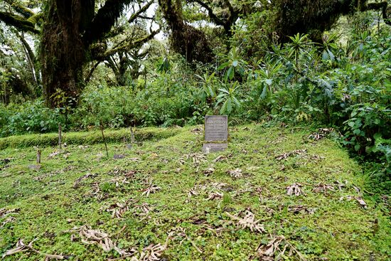 Nach Dian Fossey wurde niemanden mehr eine Genehmigung erteilt, innerhalb des Nationalparks zu wohnen. Glücklicherweise hat man verstanden, dass es wichtig ist, die Spezies Gorilla zu schützen. Der jetzt praktizierte sanfte Tourismus schützt die Gorilla, da die Besucherströme stark reglementiert sind und über die hohen Permit-Preise auch die Anzahl von Besuchern gesteuert werden. Das Geld wird genutzt, entsprechend viele Ranger einzustellen, die die Gorilla vor Wilderern schützen. So hat sich die Population der Gorilla in Ruanda - wie auch in Kongo und Uganda - in den letzten 30 Jahren wieder stark vergrößert. Auch dank Dian Fossey.
