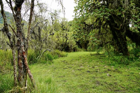 Bevor wir den Rückweg antreten lassen wir unseren Blick noch einmal über das Gelände der Forschungsstation schweifen. 
Es ist so traurig, dass Dian Fossey so früh und jäh sterben musste.
Vor uns liegen noch 6,5 km - und wieder durch den Schlamm.