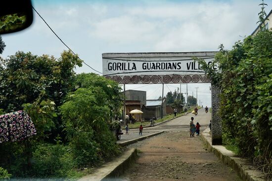 Heute steht aber noch das “Gorilla Wächter Dorf“ auf dem Programm.
The Gorilla Guardians ist eine Community, die früher Wilderer waren und zu Behütern der Gorilla konvertiert wurden. In dieser Community werden die Bräuche der Einheimischen aufrechterhalten. Sie leben nach althergebrachten Lebensweisen und bemühen sich, diese Lebensweise fortzuführen. Dadurch, dass sie Touristen empfangen, die auch freiwillig spenden, finanzieren sie die Community. Und die Mittel  fließen in den Schutz der Gorilla.