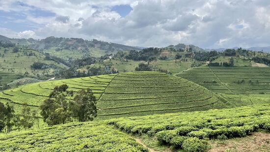 Dann kommen wir in eine Region, in der sehr viel Tee angebaut wird. Wir sind hier auf 1700-2100 Metern. Anders als in Uganda, wo die Chinesen den Teeanbau in der Hand und unter Kontrolle haben, gehören diese Plantagen den Einheimischen, die sich in Genossenschaften organisiert haben.
